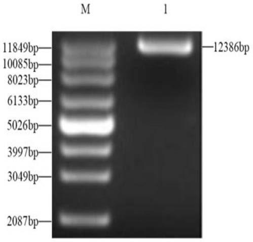 Recombinant plasmid stably expressing CD163 receptor protein, recombinant lentivirus and porcine alveolar macrophage cell line and construction method thereof