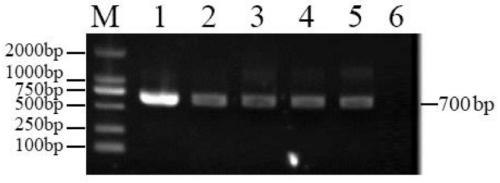 Recombinant plasmid stably expressing CD163 receptor protein, recombinant lentivirus and porcine alveolar macrophage cell line and construction method thereof