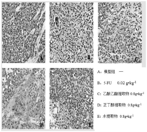 Application of abrus cantoniensis hance extract in preparation of anti-cancer drug