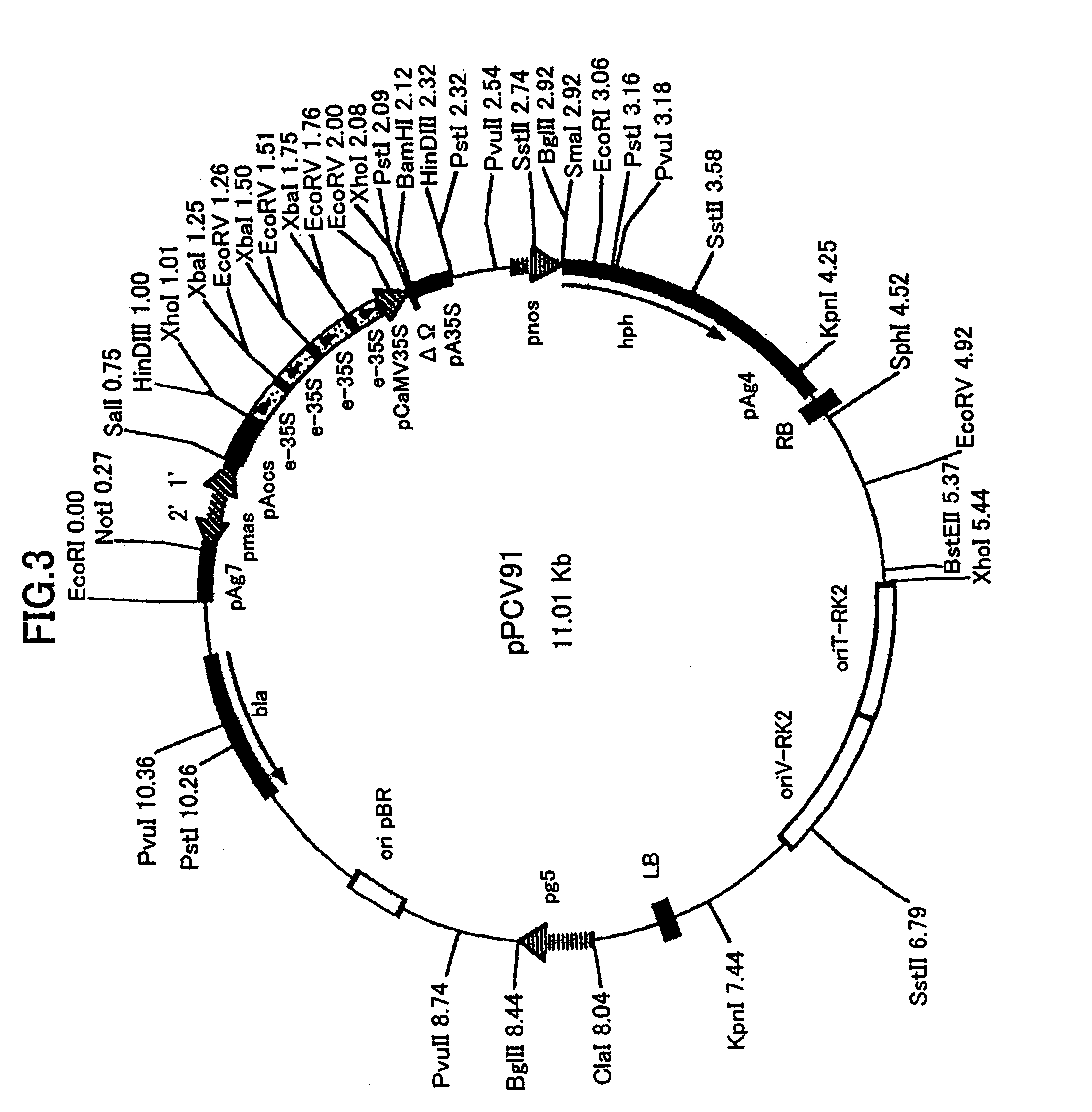 DNA and vector for repressing expression of gene of lachrymatory factor-producing enzyme, method for repressing expression of gene of lachrymatory factor-producing enzyme with them and vegetables having repressed expression of gene of lachrymatory factor-producing enzyme