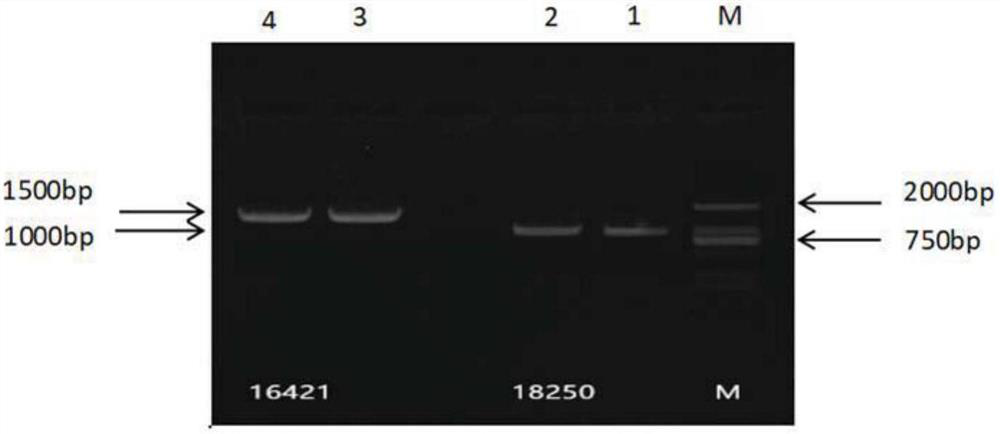 A kind of gene of transcription factor lcbhlh52 of Liriodendron tulipifera and its application