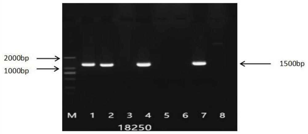 A kind of gene of transcription factor lcbhlh52 of Liriodendron tulipifera and its application