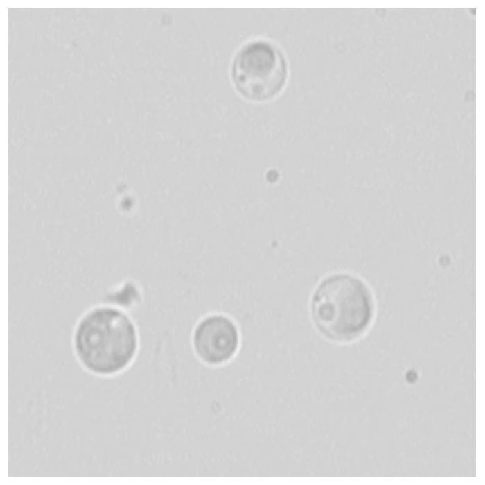 Chlorella w1 capable of removing heavy metals in water with high heavy metal content and its application