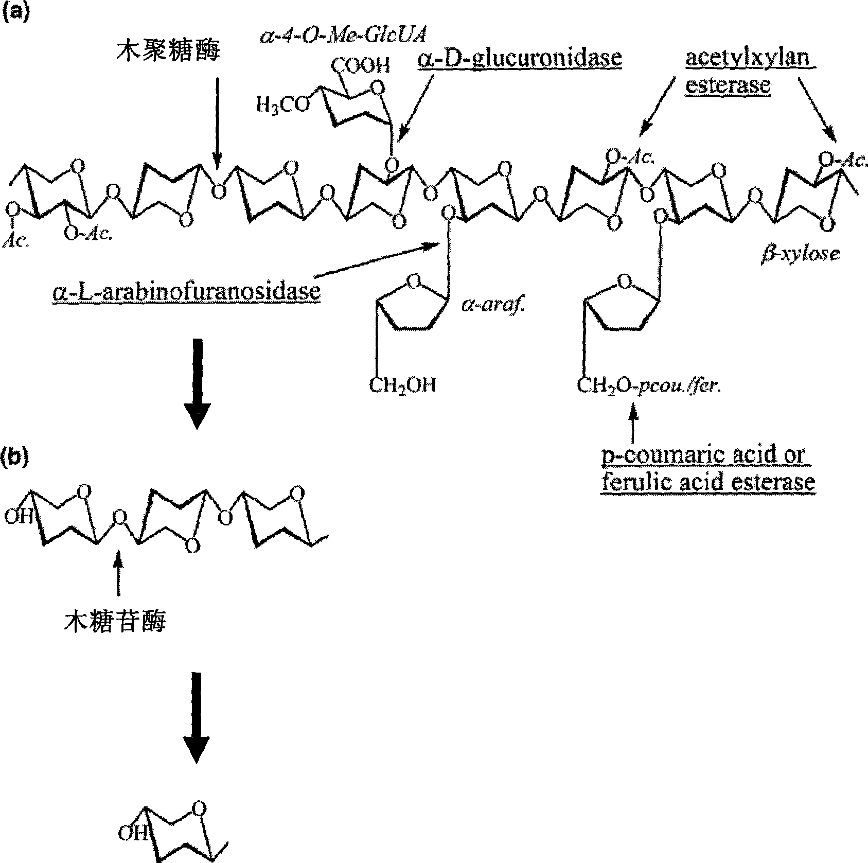 High temperature resistant xylosidase XynB2, gene encoding the enzyme and uses thereof