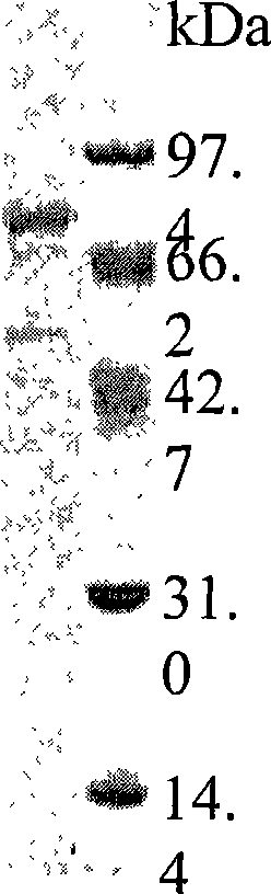 High temperature resistant xylosidase XynB2, gene encoding the enzyme and uses thereof