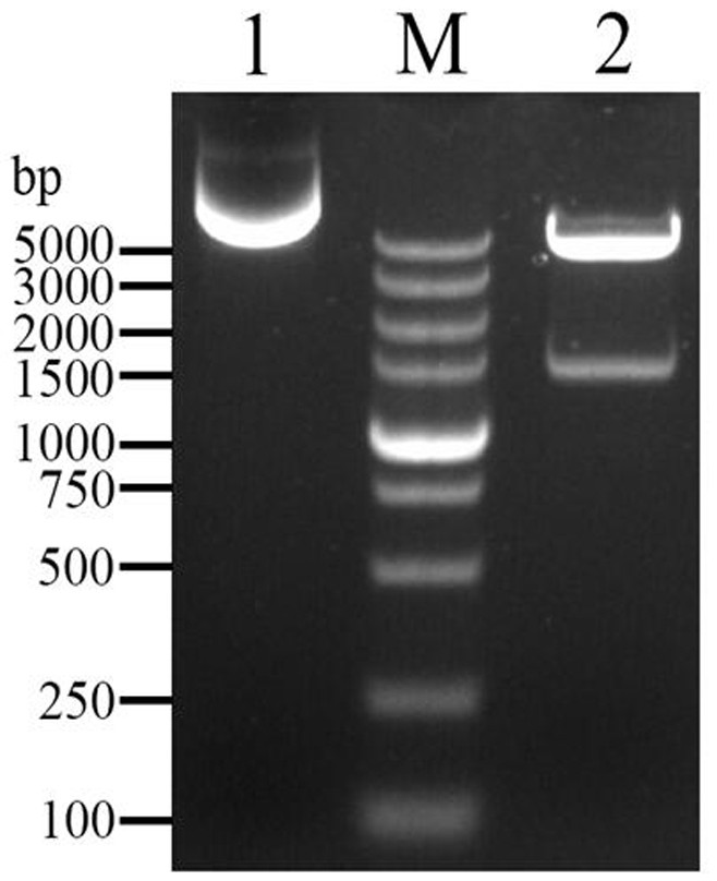 African swine fever virus recombinant protein containing intramolecular adjuvant, expression vector and application