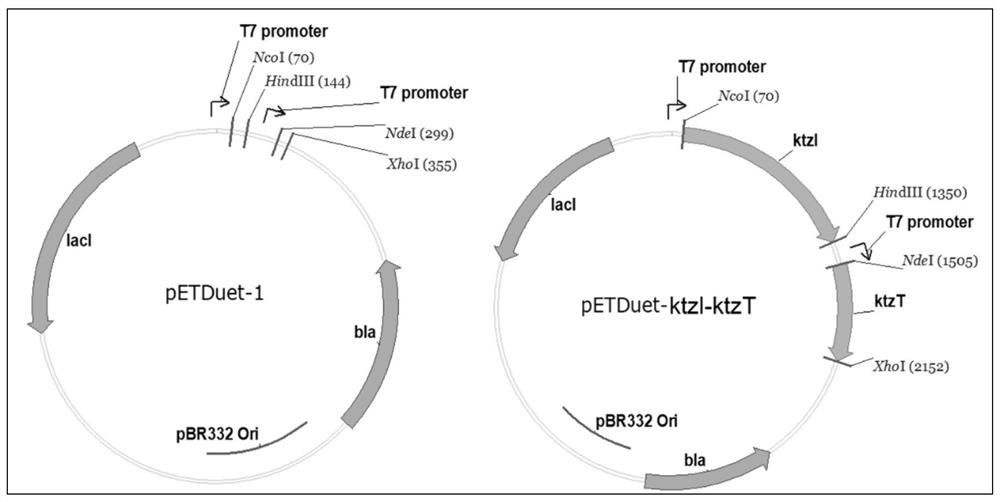 A kind of biotransformation method for synthesizing hexahydropyridazine-3-carboxylic acid