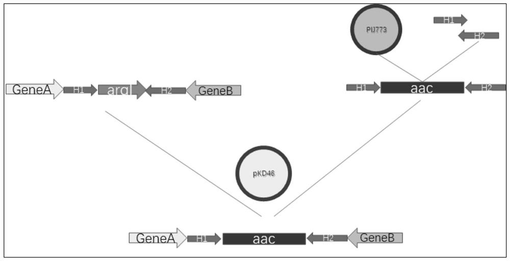 A kind of biotransformation method for synthesizing hexahydropyridazine-3-carboxylic acid