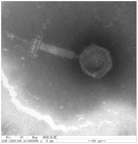 A Methicillin-resistant Staphylococcus aureus Phage and Its Antibacterial Application