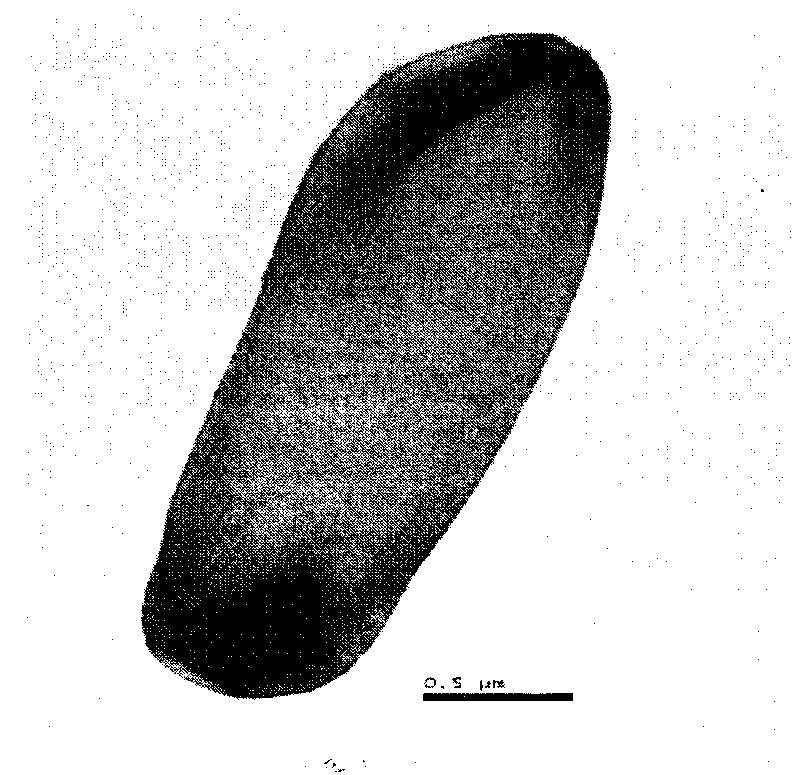 Bacillus sp. E2-Y with 17 beta-estradiol degrading ability and application thereof