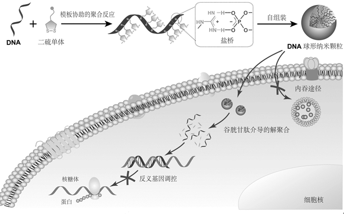 Preparation method and application of nucleic acid spherical nanoparticle medicine