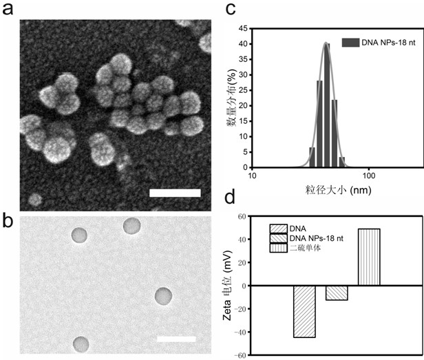 Preparation method and application of nucleic acid spherical nanoparticle medicine