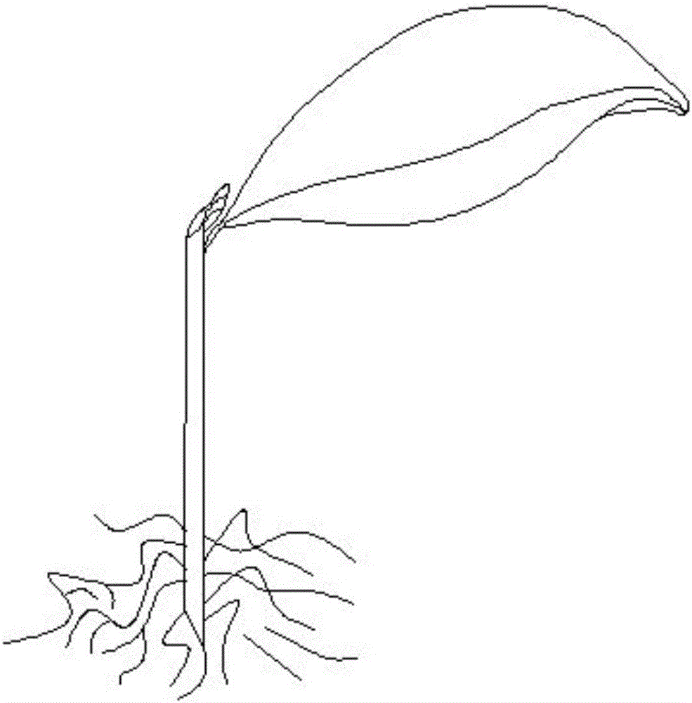 Simple and efficient short-shoot cutting method for camellia oleifera