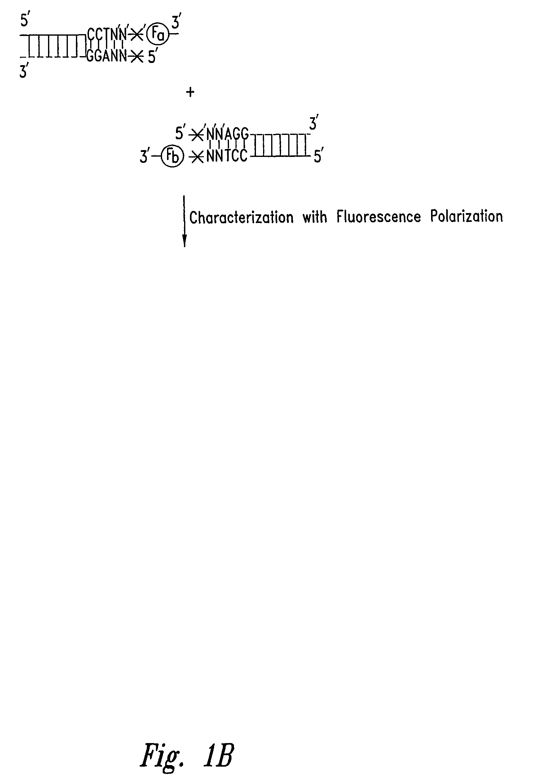 Methods for identifying nucleotides at defined positions in target nucleic acids using fluorescence polarization