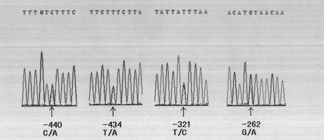 Three mutations of FPPS gene of Malus domestica Borkh. and identification method thereof