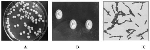 A strain of Bacillus subtilis bys2 with high antibacterial properties