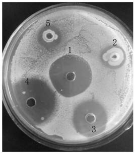 A strain of Bacillus subtilis bys2 with high antibacterial properties