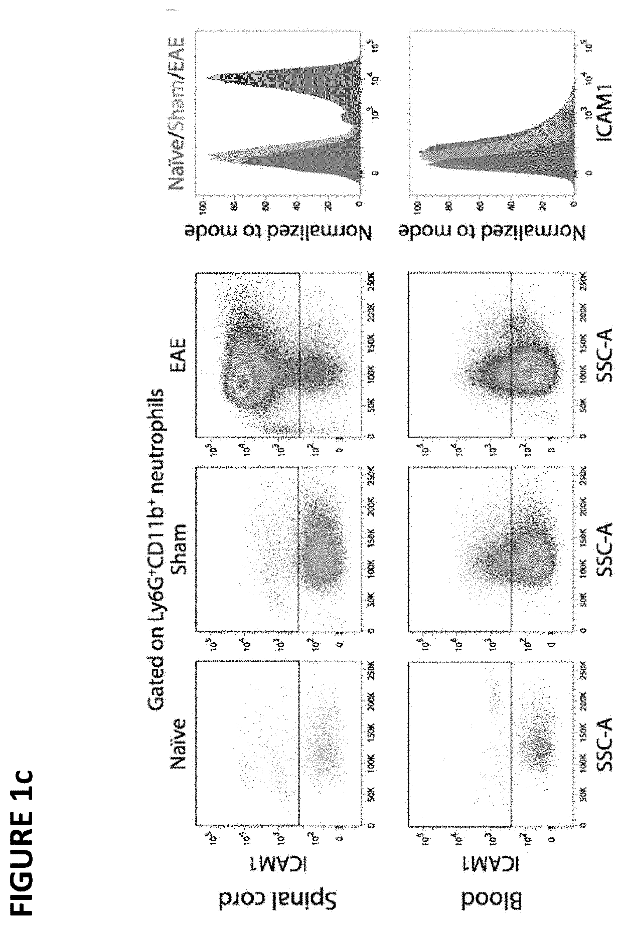 Asprv1 as a neutrophil-specific marker and therapeutic target for inflammatory diseases