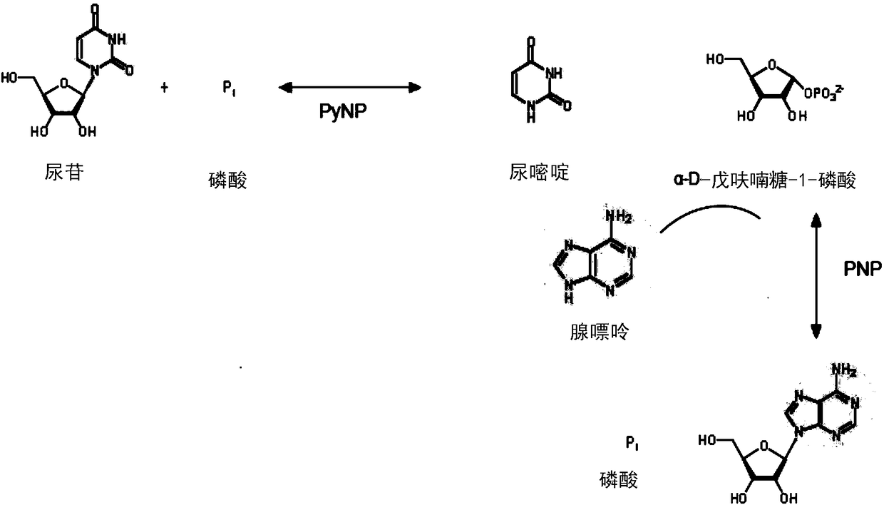 2'-deoxy-2'-fluoro-beta-D-arabinofuranosyladenine production method