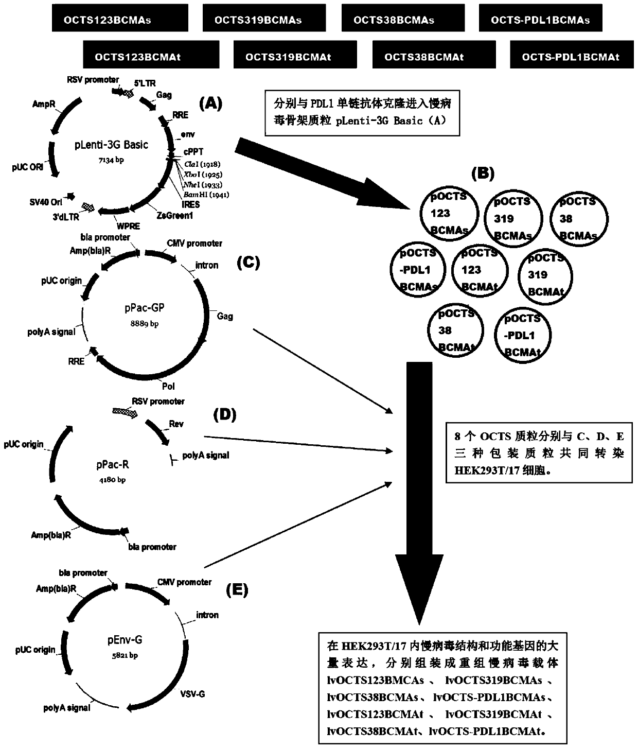 octs-car dual targeting chimeric antigen receptor, coding gene, recombinant expression vector and its construction and application