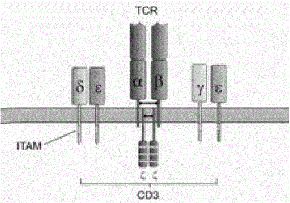 A preparing method of bispecific antibodies targeting a mouse T lymphocyte CD3 and a human tumor antigen EpCAM, and applications of the bispecific antibodies