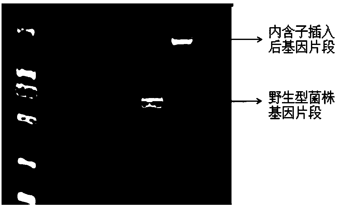 Method for improving electricity generation of clostridium beijerinckii and application thereof