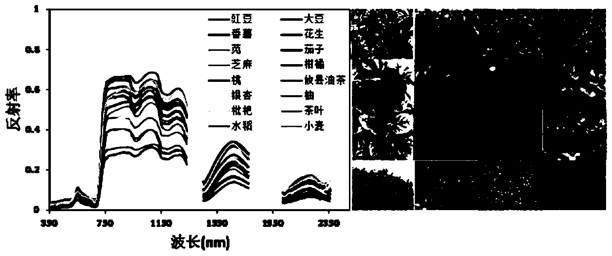 Method for establishing plant spectrum library