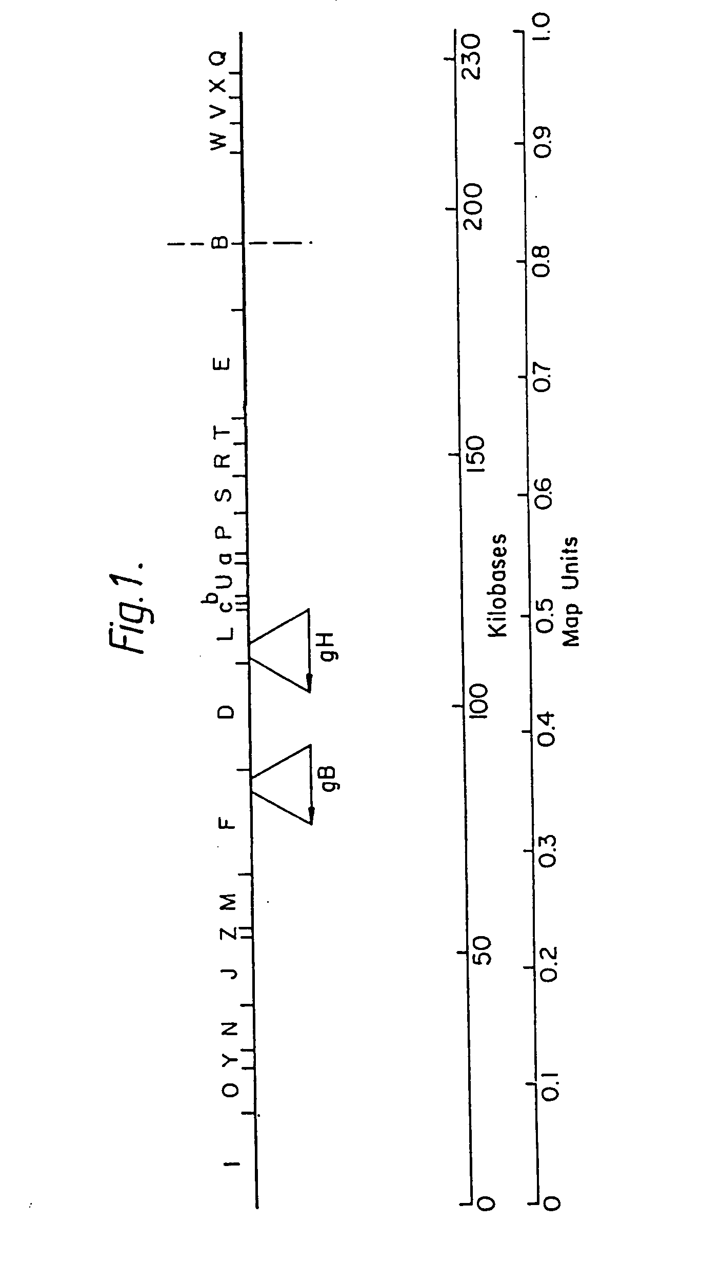Process for the production of HCMV glycoproteins, antibodies thereto and HCMV vaccines, and recombinant vectors therefor