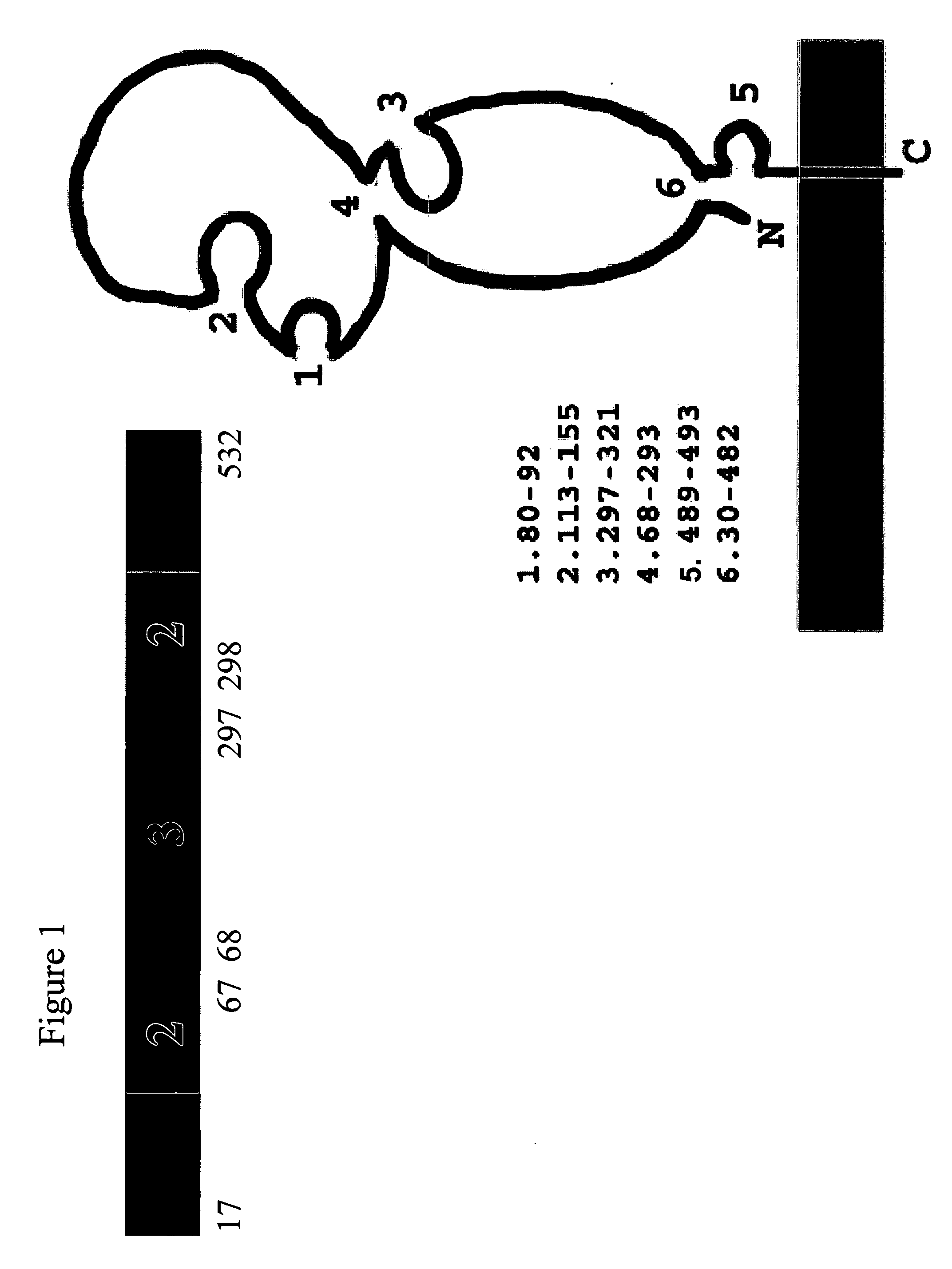 Influenza antigens, vaccine compositions, and related methods