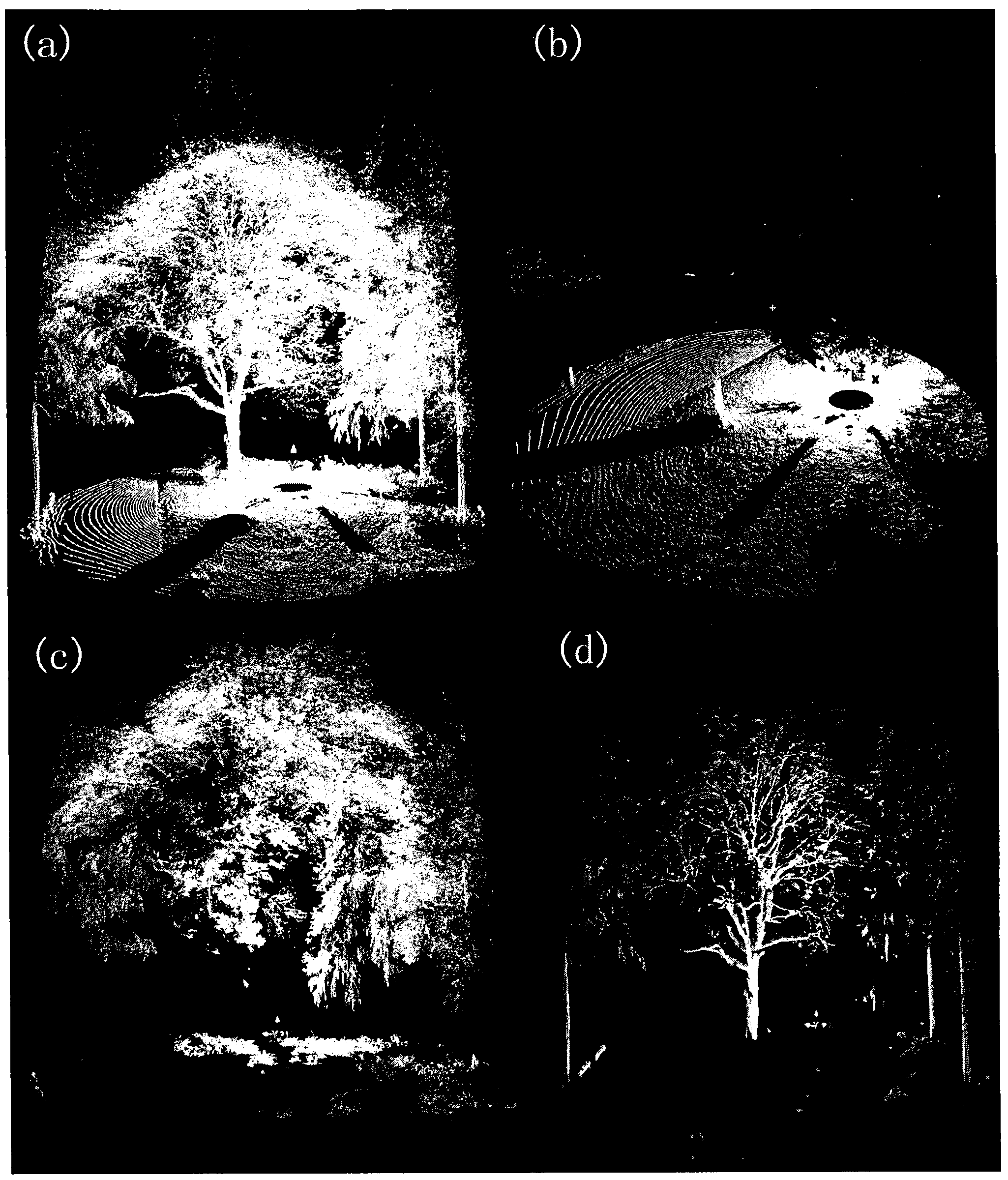 Forest point cloud sorting method based on mode recognition