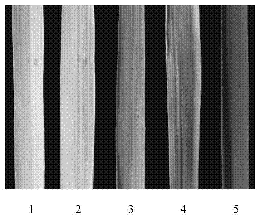 RPRP (Rice Photorespiration Related Protein)-1 capable of increasing photosynthetic efficiency of plants as well as coding gene and application of RPRP-1