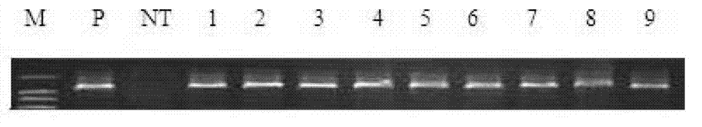 RPRP (Rice Photorespiration Related Protein)-1 capable of increasing photosynthetic efficiency of plants as well as coding gene and application of RPRP-1