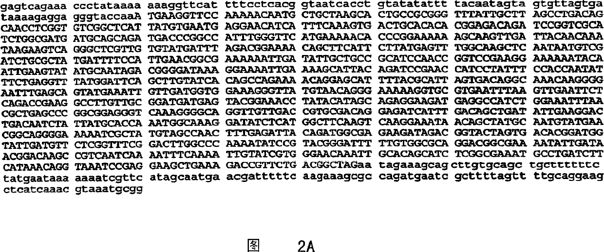 Recombinant bacillus phytases and uses thereof