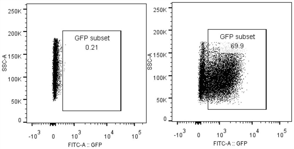 Fusion protein, encoding nucleic acid and cell and use thereof