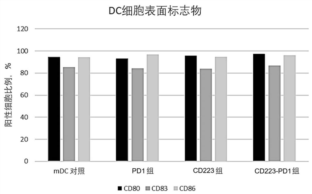 Fusion protein, encoding nucleic acid and cell and use thereof