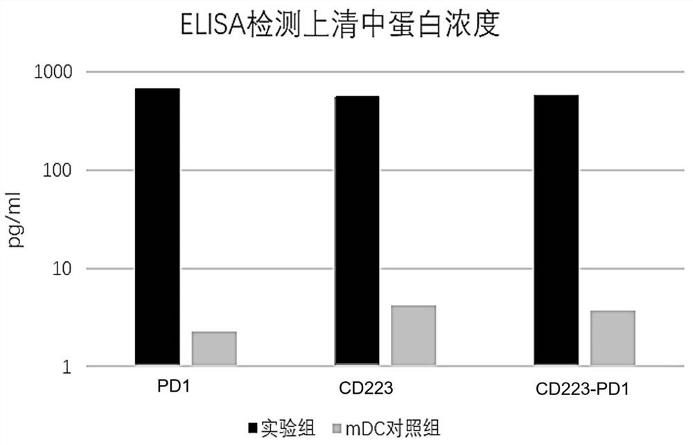 Fusion protein, encoding nucleic acid and cell and use thereof