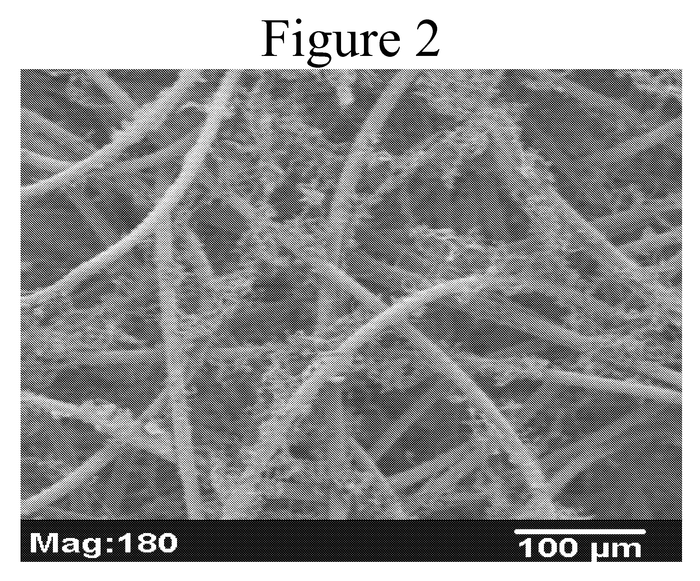 Composite Scaffolds Seeded with Mammalian Cells