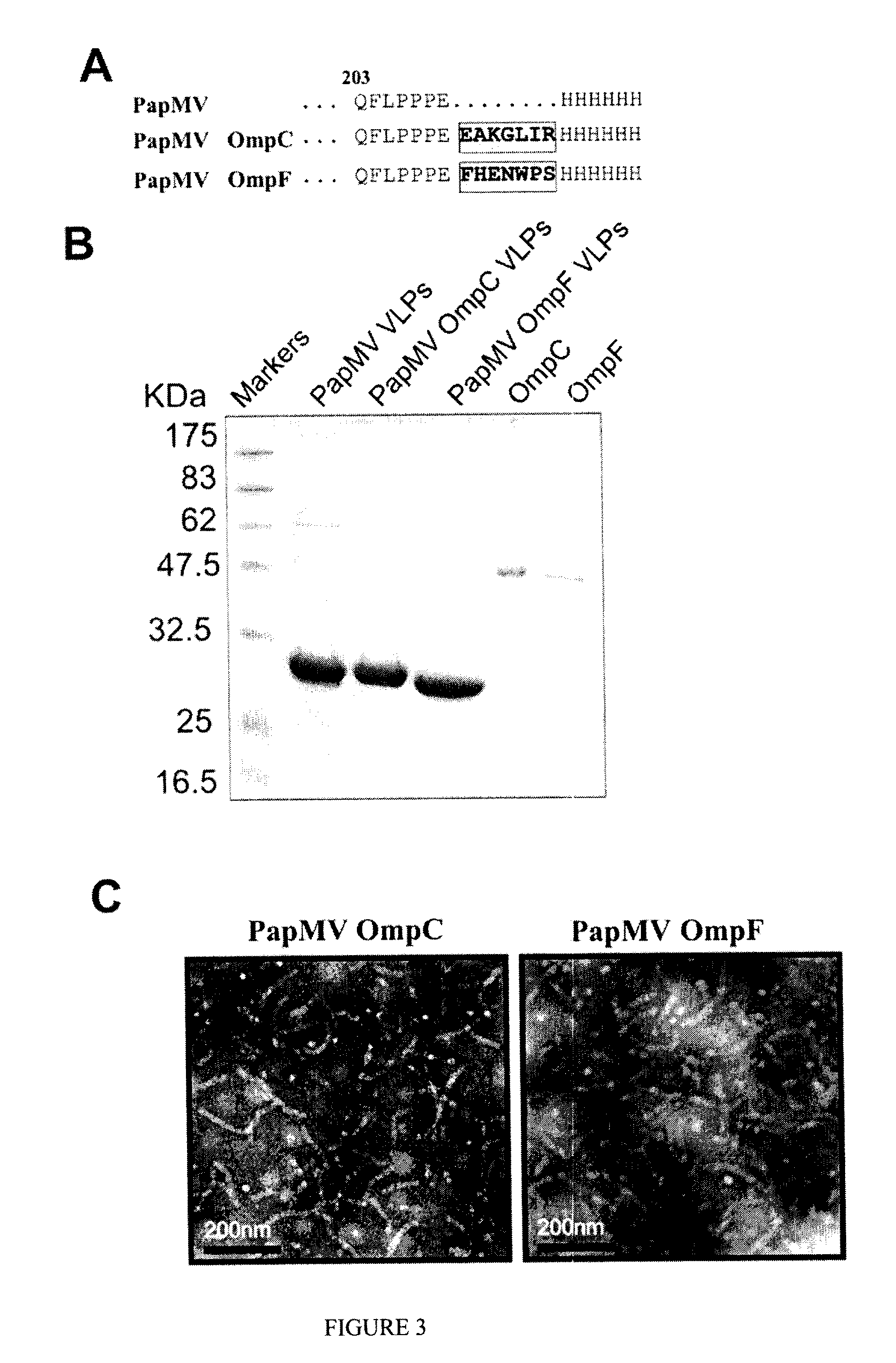 Immunogenic Affinity-Conjugated Antigen Systems Based on Papaya Mosaic Virus and Uses Thereof