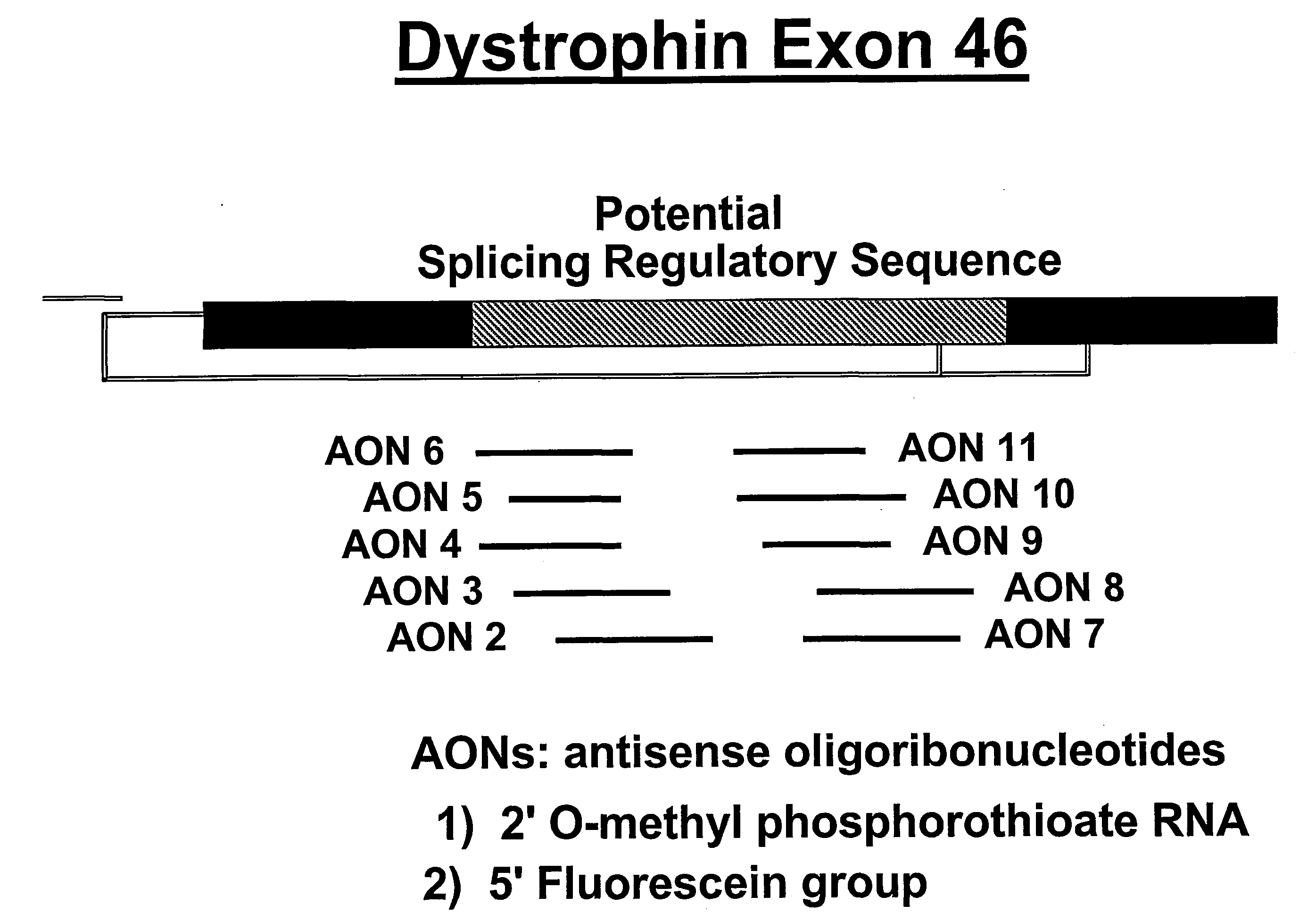 Induction of exon skipping in eukaryotic cells