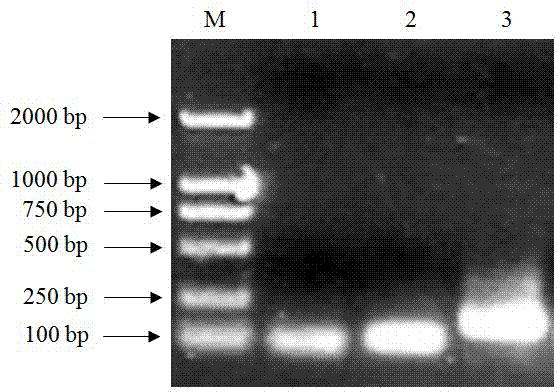 Preparation method and application of artificial antimicrobial peptide MA-D4