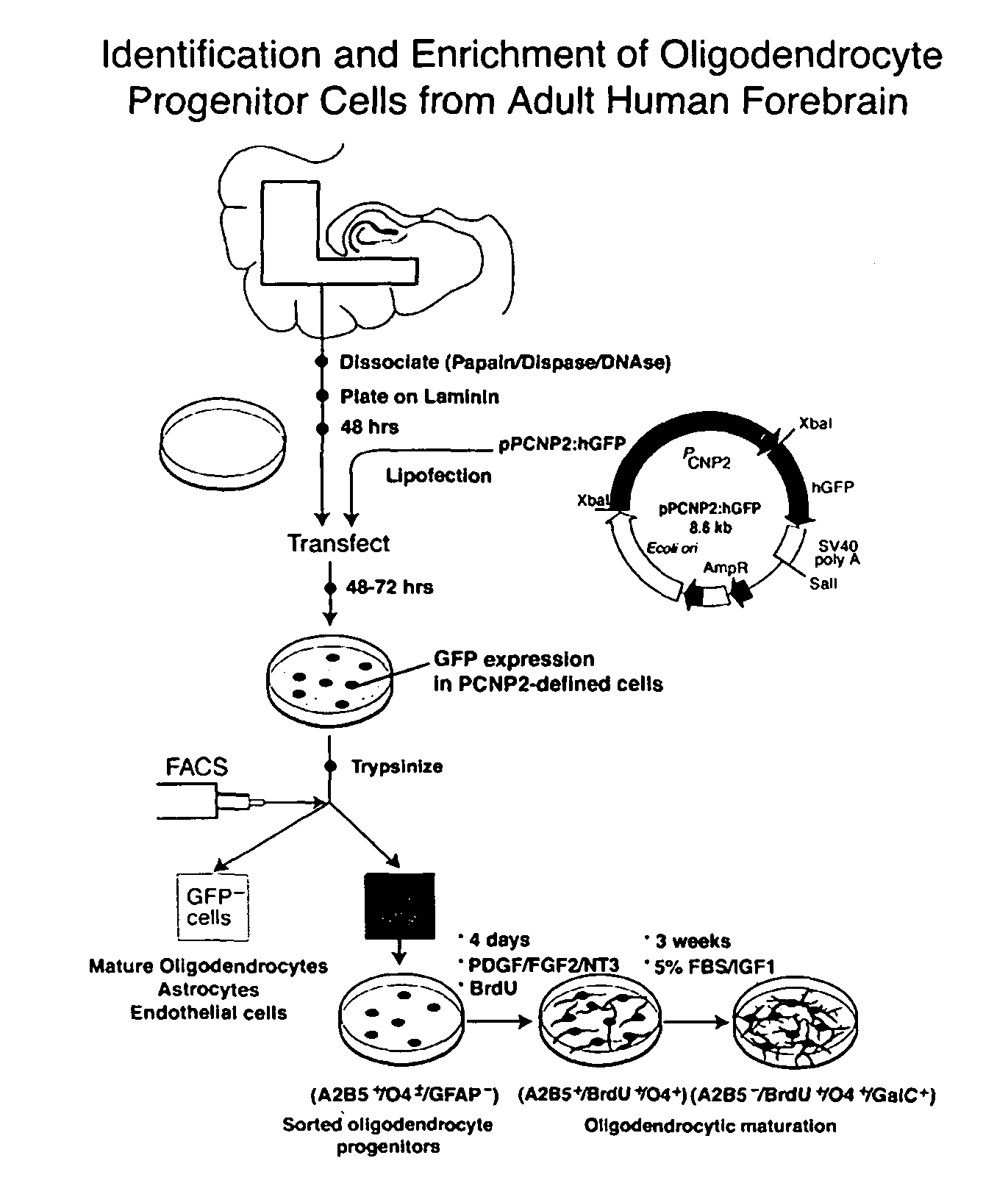 Method for isolating and purifying oligodendrocytes and oligodendrocyte progenitor cells