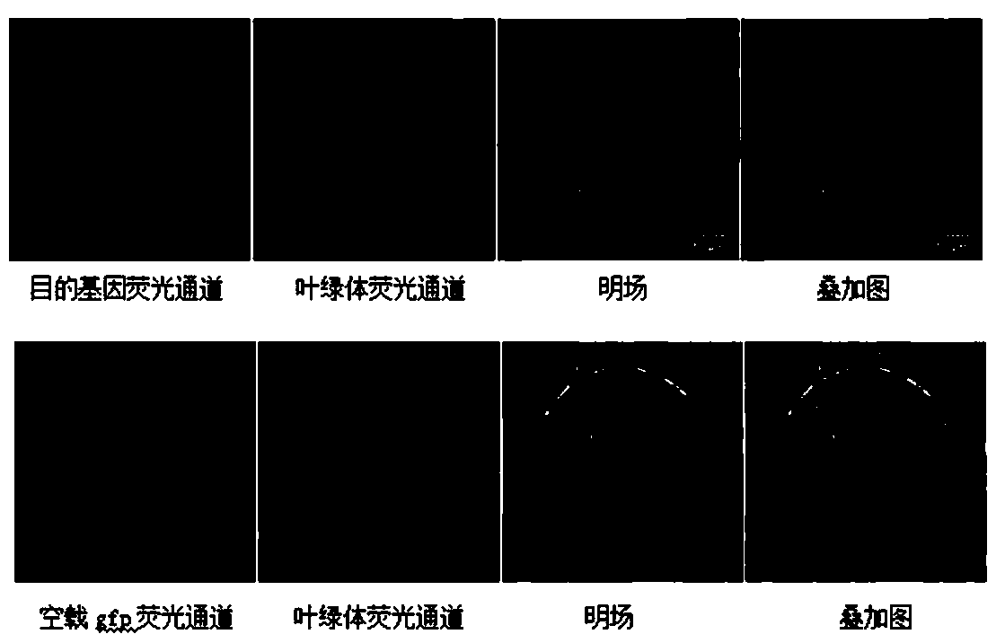 Tobacco chlorogenic acid synthesis gene NtHQT and application thereof