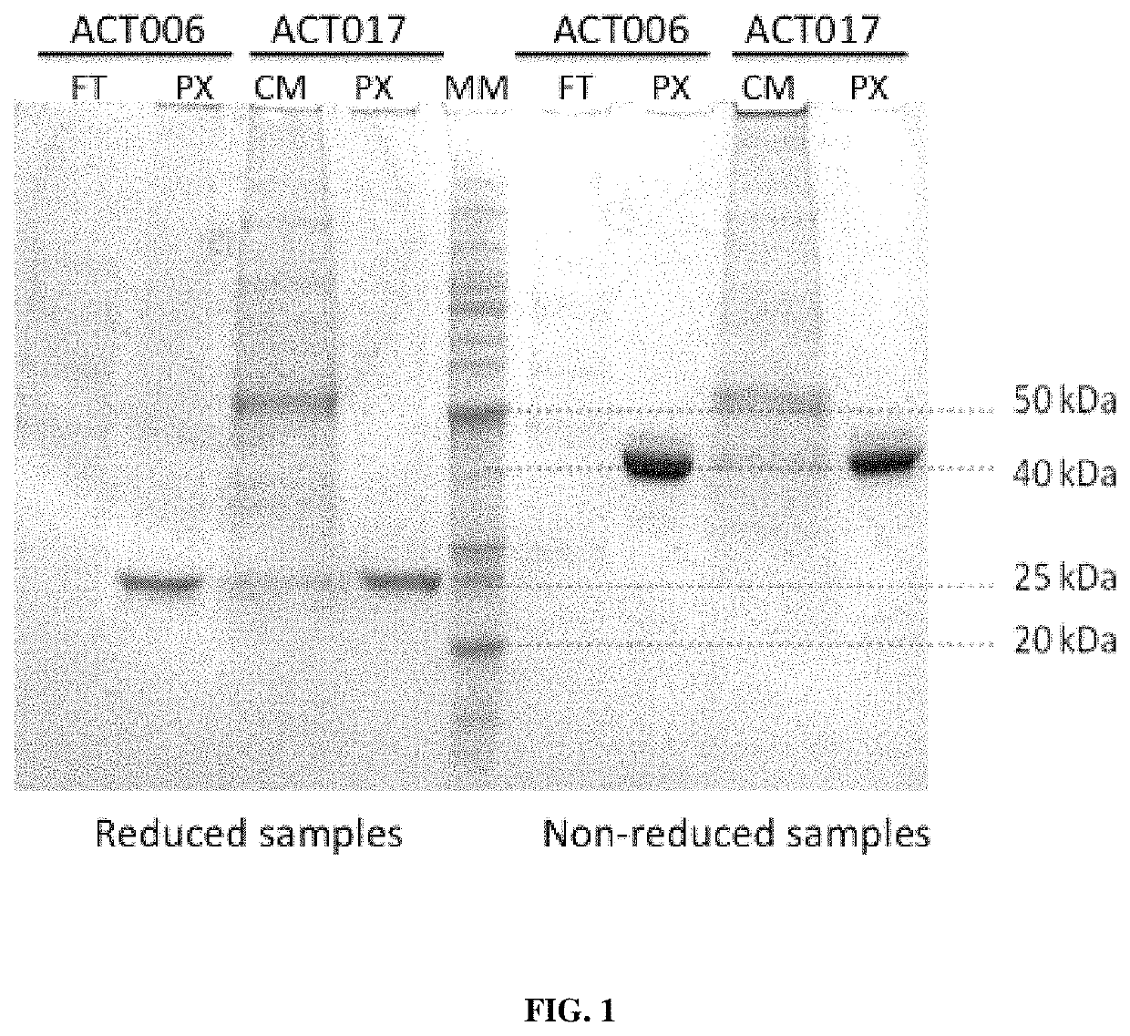 Anti-human GPVI antibodies and uses thereof