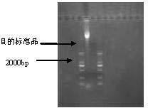 Molecular standard sample of rape stem canker pathogen and its preparation method
