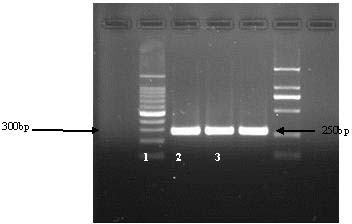 Molecular standard sample of rape stem canker pathogen and its preparation method