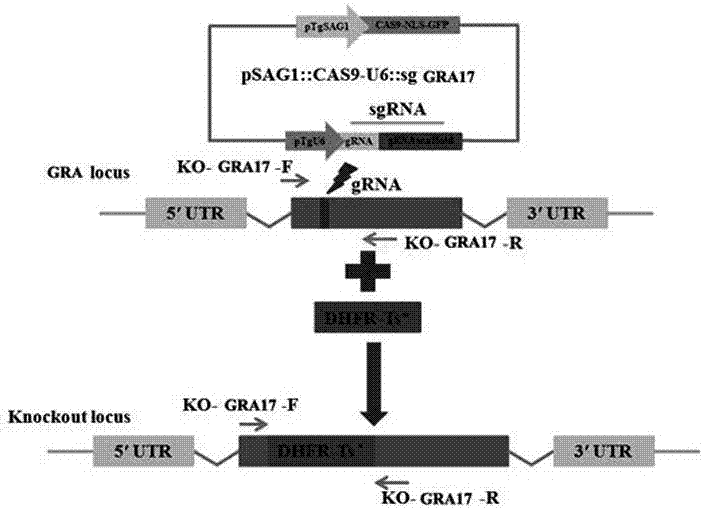 GRA17 gene deleted toxoplasma gondii attenuative mutant strain and preparation method thereof