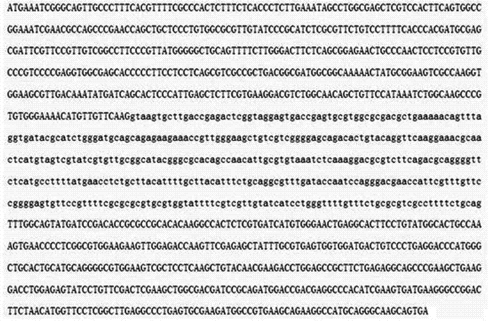 GRA17 gene deleted toxoplasma gondii attenuative mutant strain and preparation method thereof