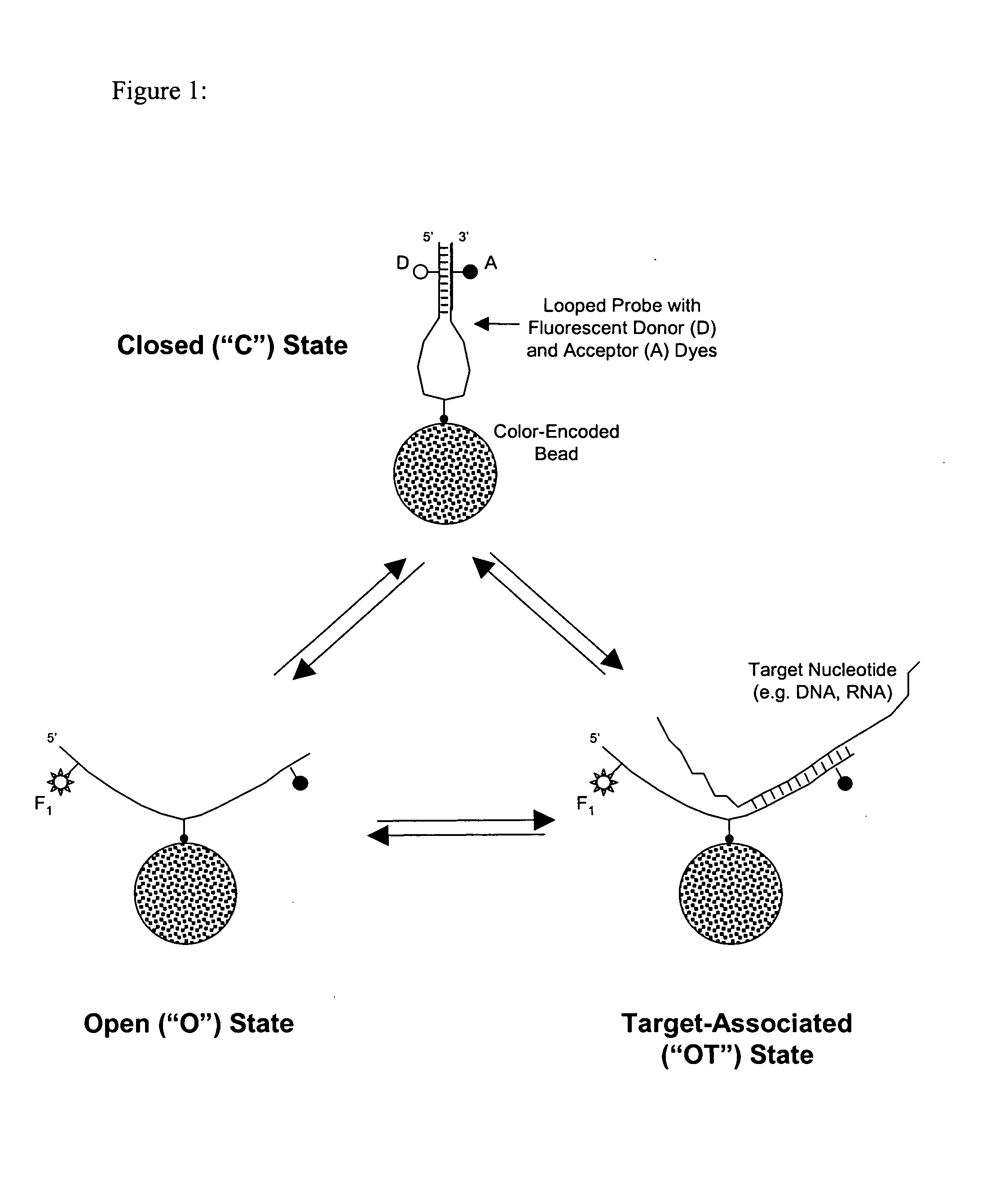 Probe density considerations and elongation of self-complementary looped probes where probes are attached to a solid phase