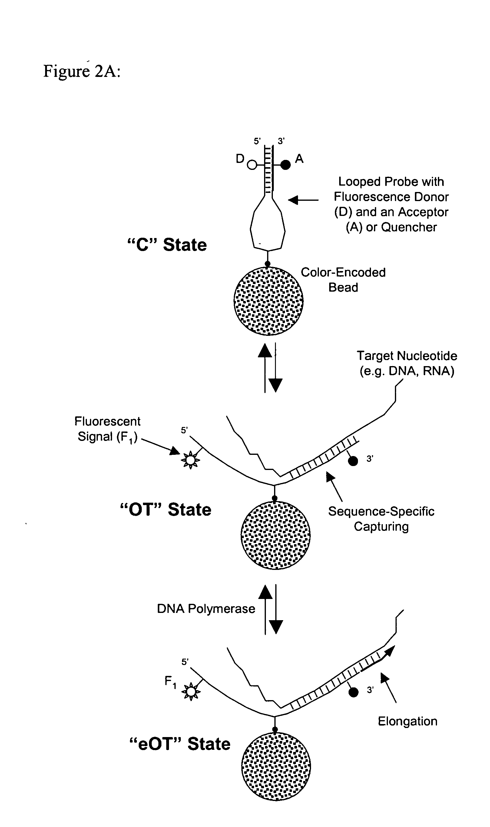 Probe density considerations and elongation of self-complementary looped probes where probes are attached to a solid phase