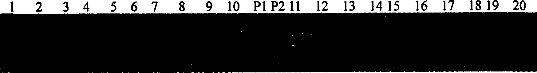 Numerator mark concatenated with rice purple pericladium gene PSH1 (t), acquiring method and application thereof